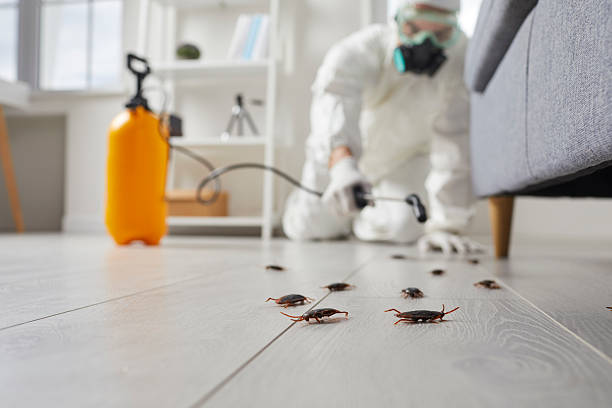 Post-Treatment Bed Bug Interceptor Monitoring in Mukilteo